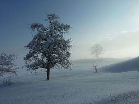 Winterstimmung mit Schnee und schneebedeckten Bäumen