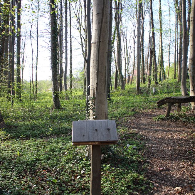 Infotafel im Wald auf dem Königsweg.