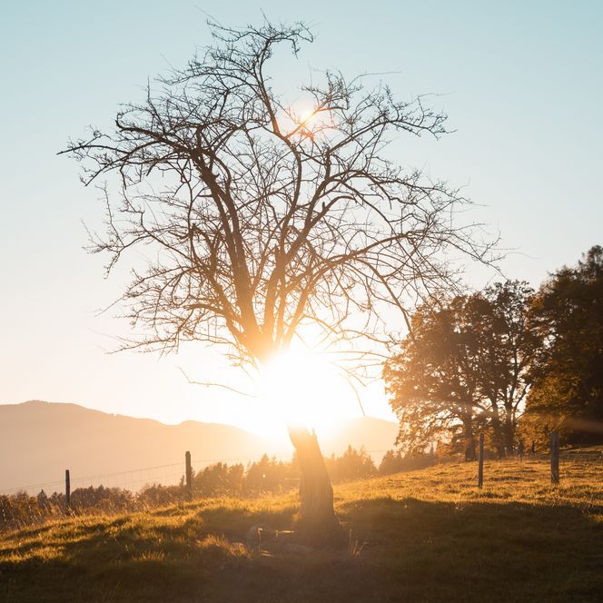Ein einzelner Baum in der Abendsonne.