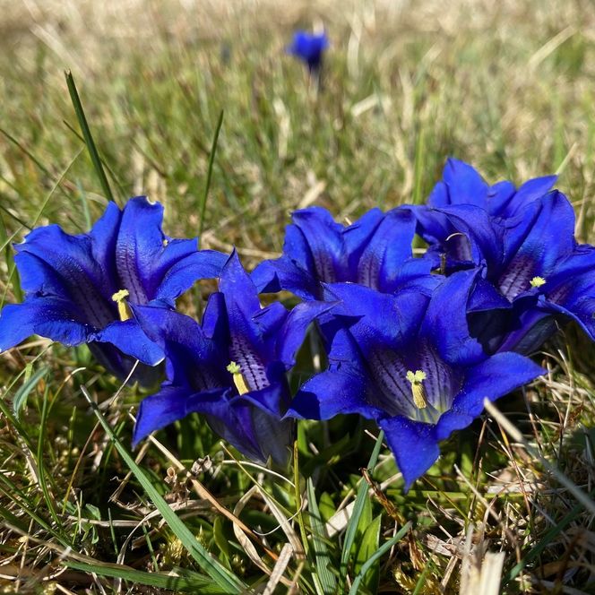 Detailansicht leuchtend blauer Enziane mit zarten Blütenkelchen auf grünem Wiesenhintergrund.