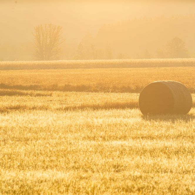 Goldene Strohwiese im Herbst.