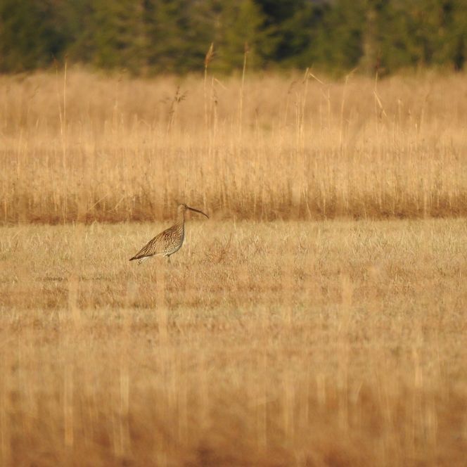 Wachtelkönig im Murnauer Moos