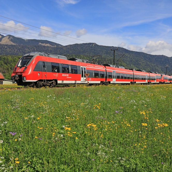 DB Regio Werdenfelsbahn im Vordergrund eine bunte Blumenwiese