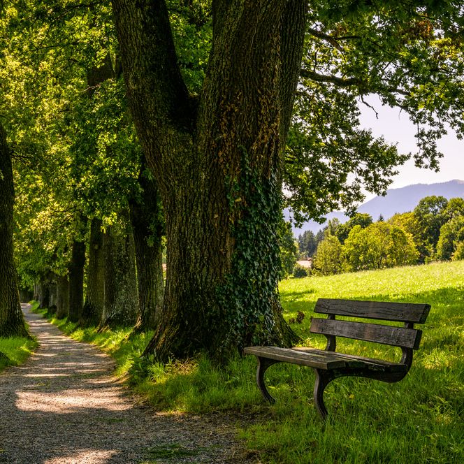 Sommerliche Kottmüllerallee mit schattigem Weg und einer Bank mit Aussicht auf die umliegende Landschaft.