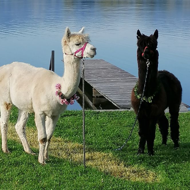 Ein schwarzes und ein weißes Alpaka stehen am Seeufer vom Riegsee.