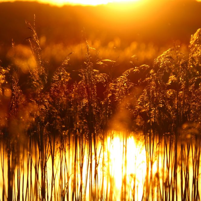 Schilfrohr in der Abendsonne.