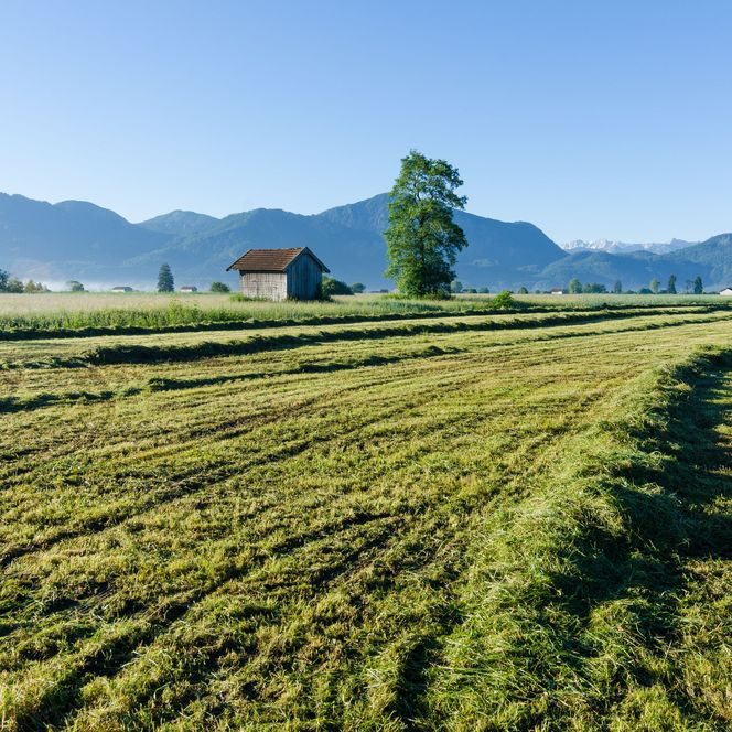 Landwirtschaftliche Bewirtschaftung des Murnauer Mooses.