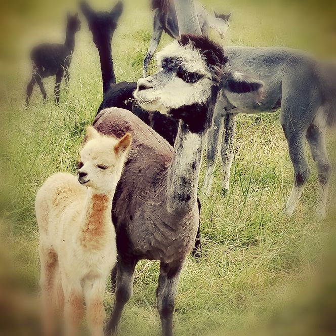 Alpakas grasen auf der Wiese