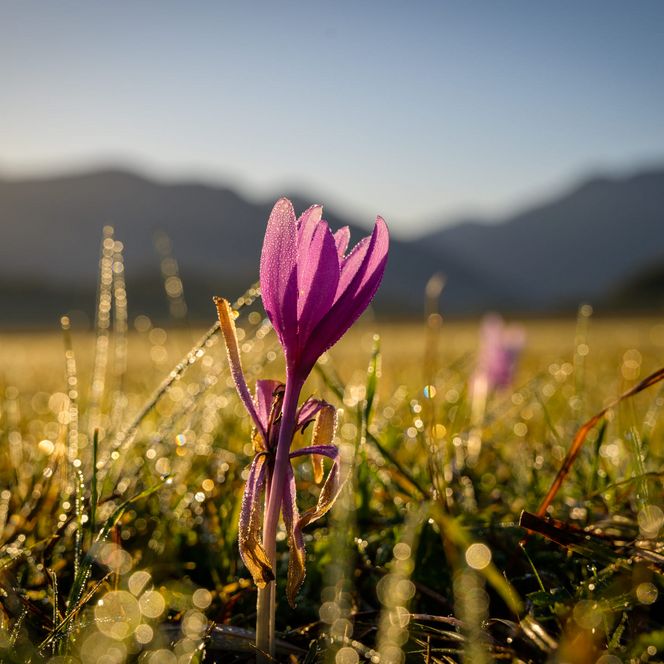 Lila Moosblume am Morgen.