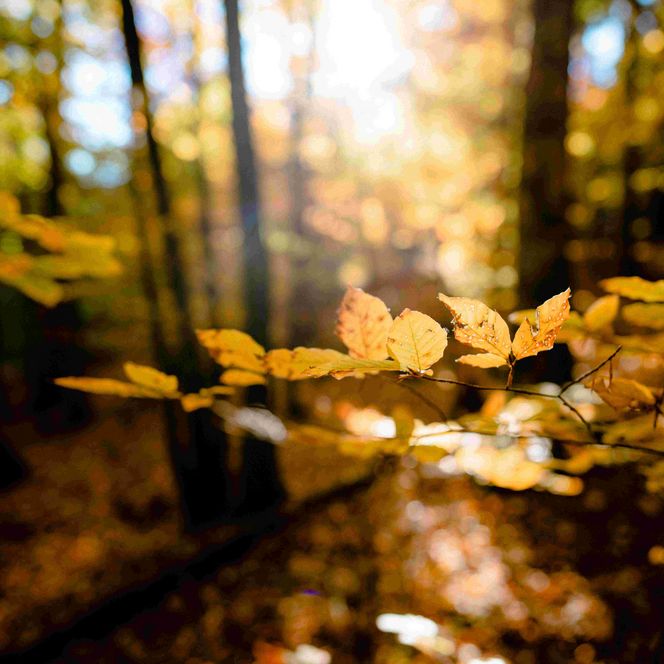 Herbstblätter in der Abendsonne.