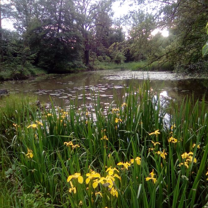 Seidlpark mit Blick auf den Teich