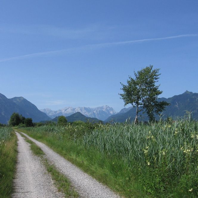 Radweg durch das Murnauer Moos umgeben von wachsenden Wiesen.