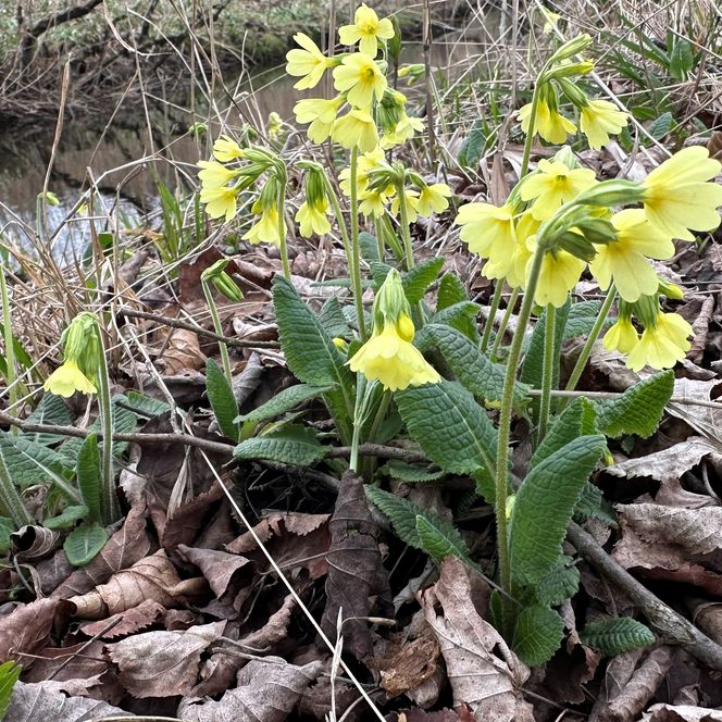 Gelbe Schlüsselblume umgeben von braunen Blättern