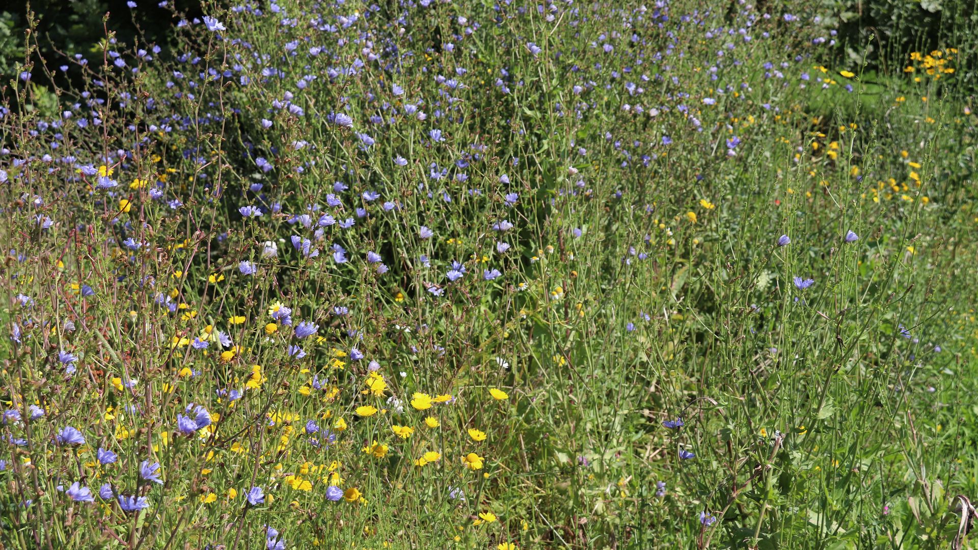 Blumenwiese im Molopark.