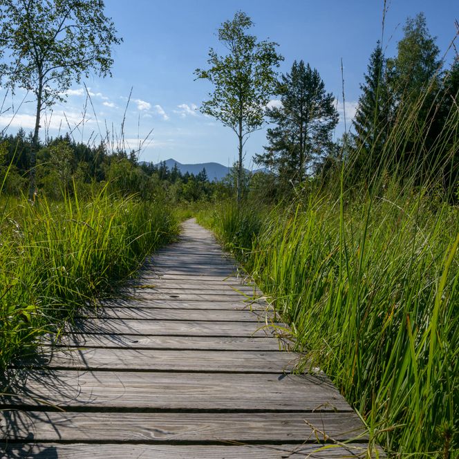 Bohlenweg im Murnauer Moos im Frühjahr.