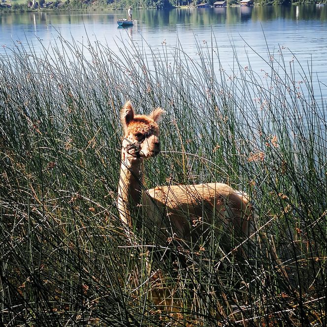 Alpaka steht im Schilf am Seeufer des Riegsees.