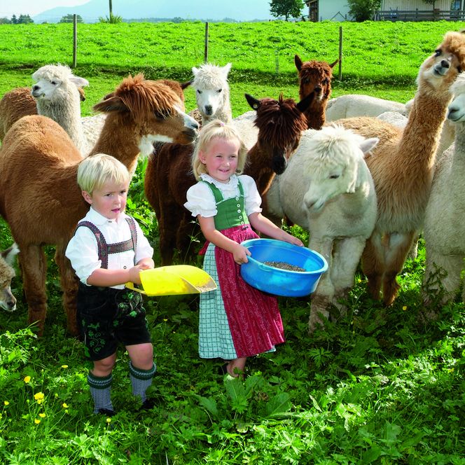 Ein kleiner Junge und ein kleines Mädchen in Tracht füttern auf einer Wiese Alpakas.
