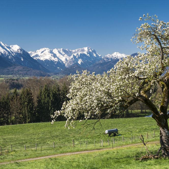 Bergpanorama mit einem einsamen Baum auf einer grünen Wiese im Vordergrund.